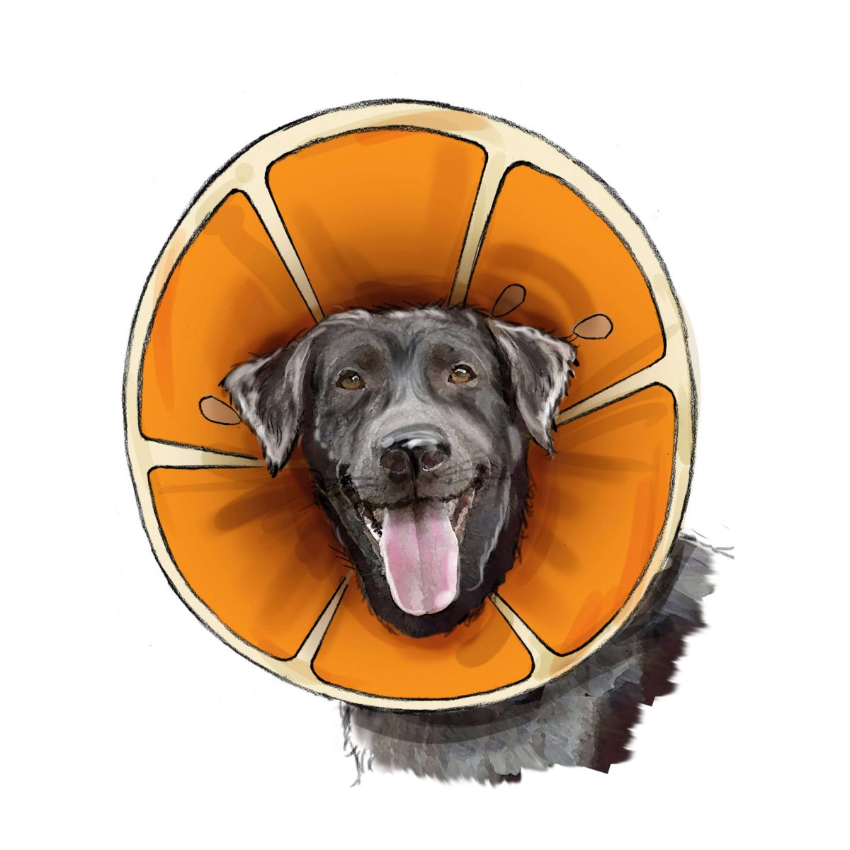 Simplicity Sewing Pattern S9582 Pet Elizabethan Collars by Carla Reiss