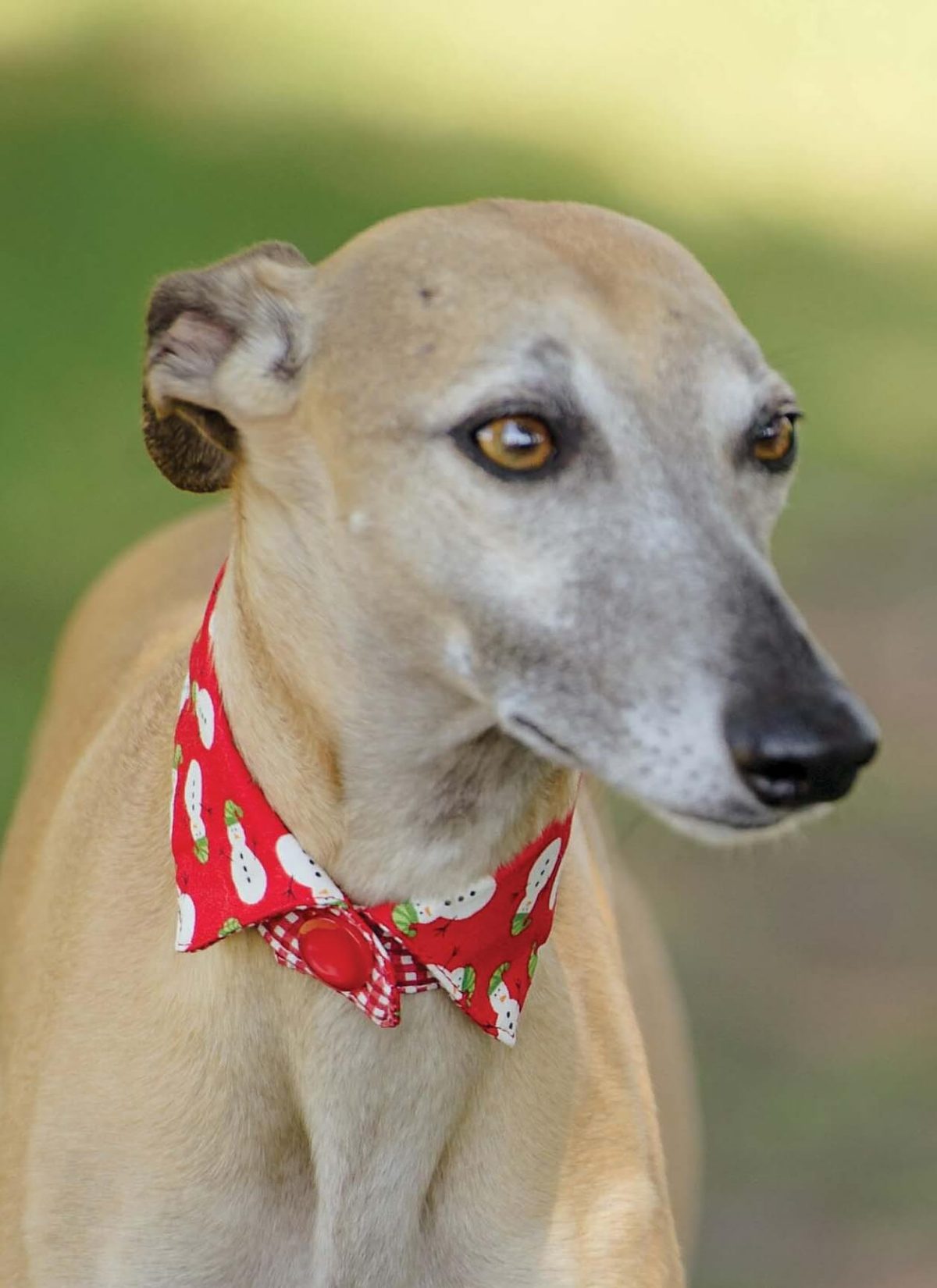 Simply Sewing Festive Dog Collars PDF Sewing Pattern